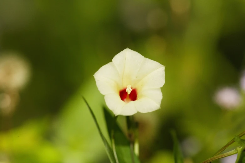 a white flower with a red center sits among green leaves