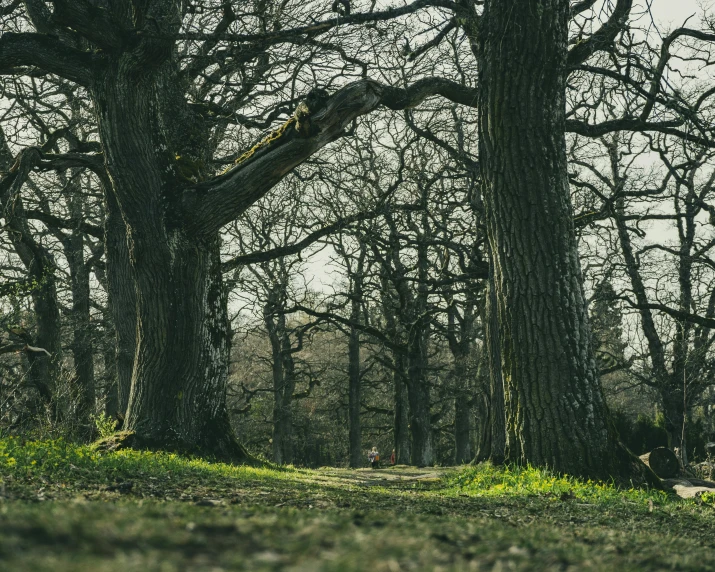 an animal that is sitting on the ground next to a tree