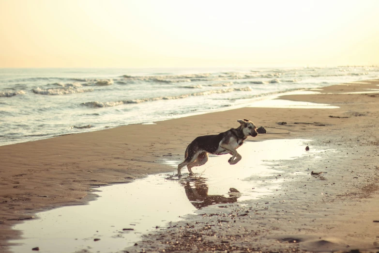 dog running along the ocean shore next to the shore