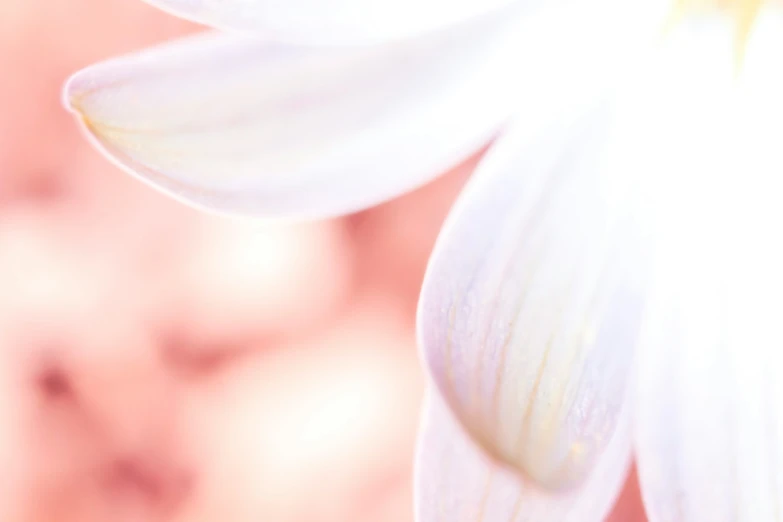 the petals of a white lily are out of focus