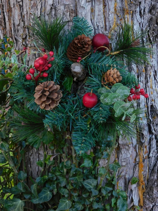 a tree has pine cones and other evergreen leaves on it