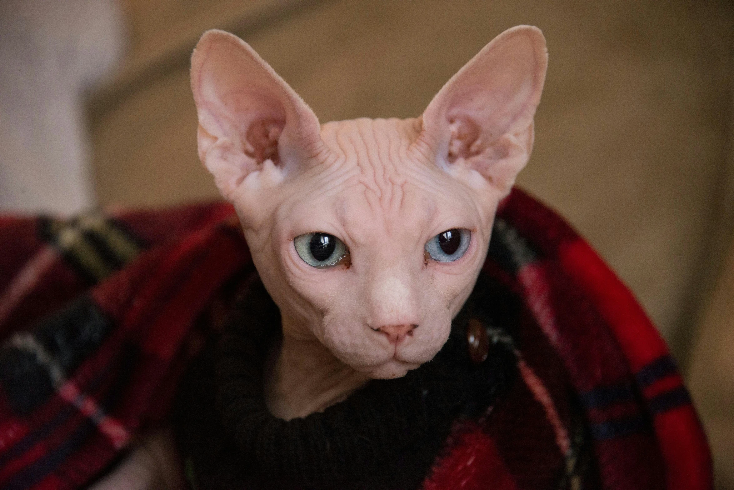 a hairless cat sitting in a coat on top of a bed