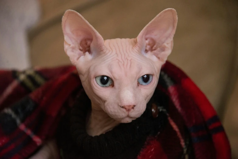 a hairless cat sitting in a coat on top of a bed