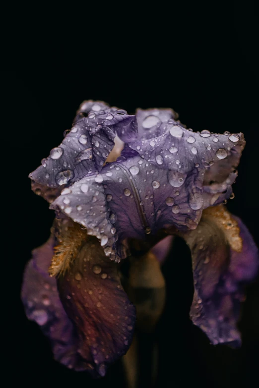 a close up of a purple flower with drops on it