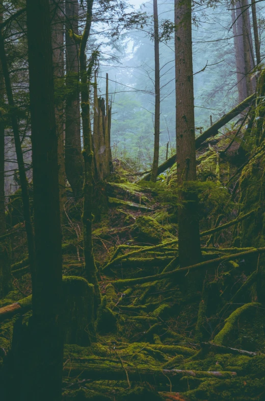 some green plants and tall trees in a forest