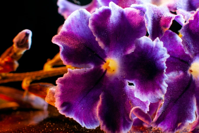 some purple flowers sitting in the dirt