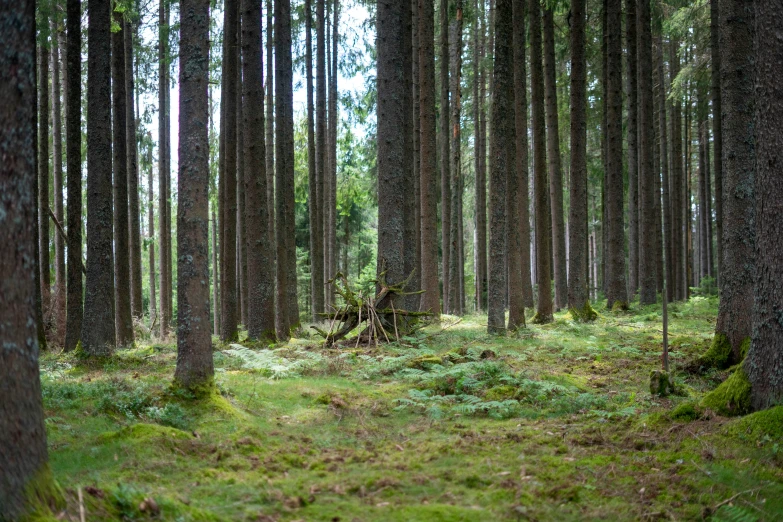 the dense trees are growing in the grass