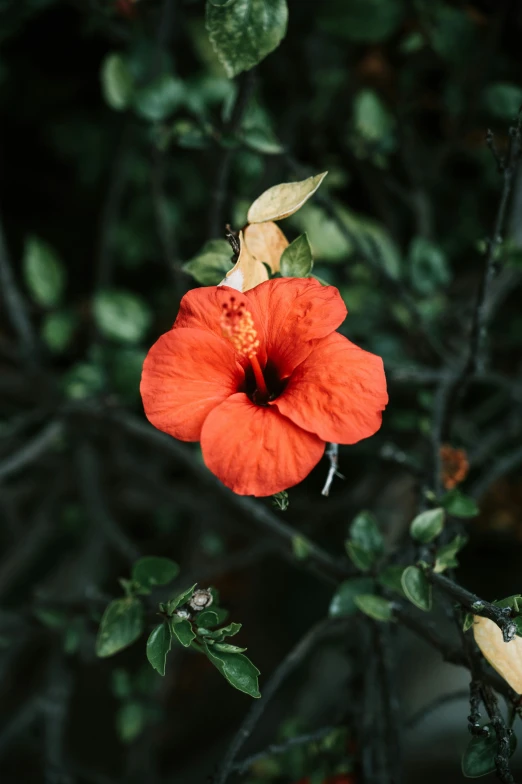 an orange flower growing in the center of trees