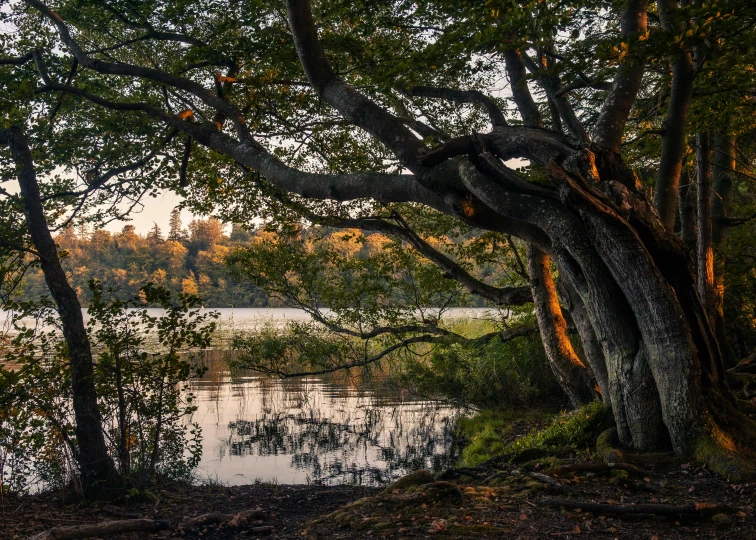 there is a bench by the trees near the water