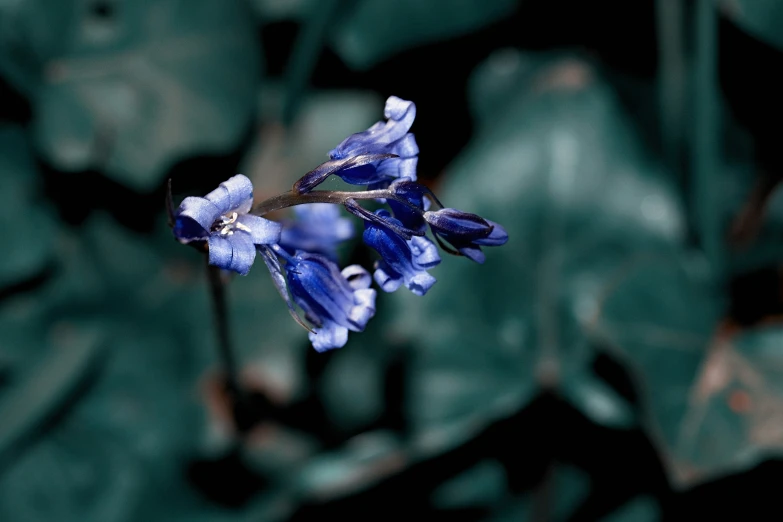 purple flowers with a blurry green background