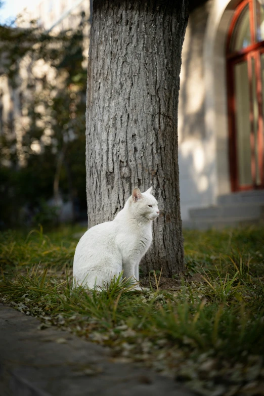 a white cat sitting under a tree in the grass