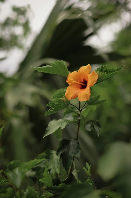 there is a flower that is on the plant