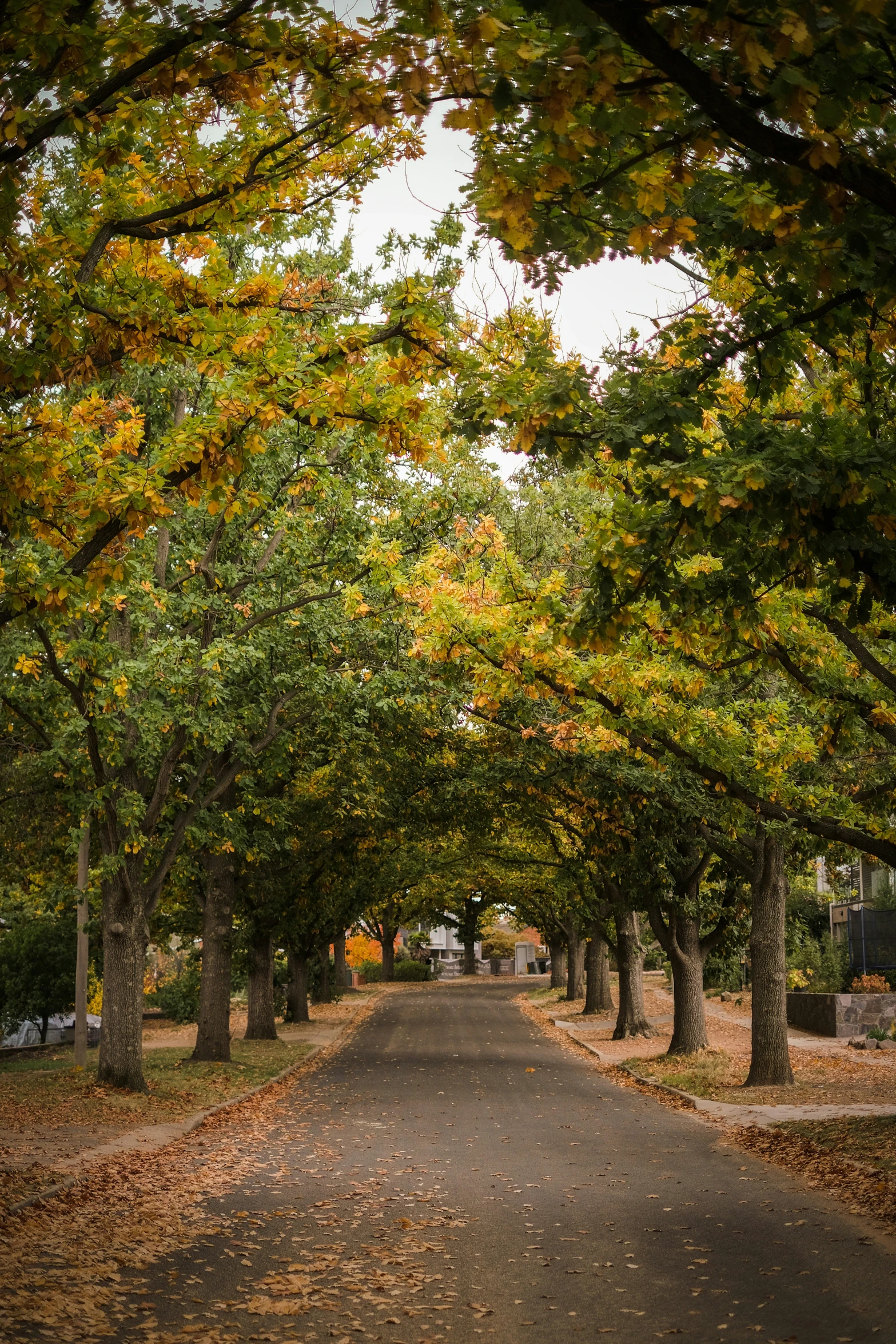 an empty paved road that has many trees lined on both sides