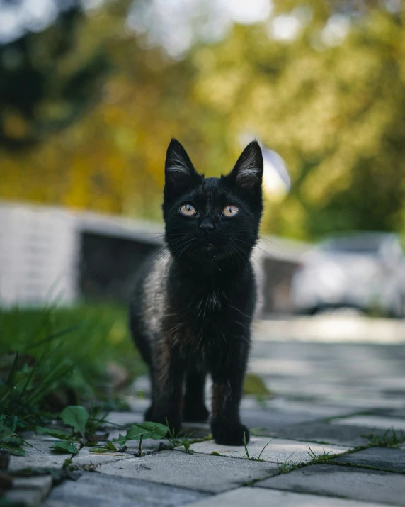 a black cat walking across a sidewalk near a street