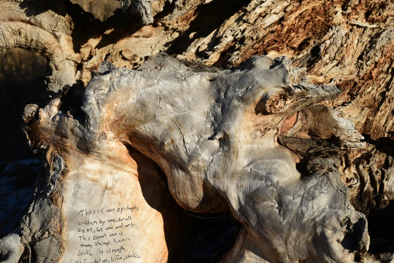 a tree with some kind of writing on it