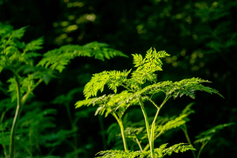 a closeup view of a plant with leaves