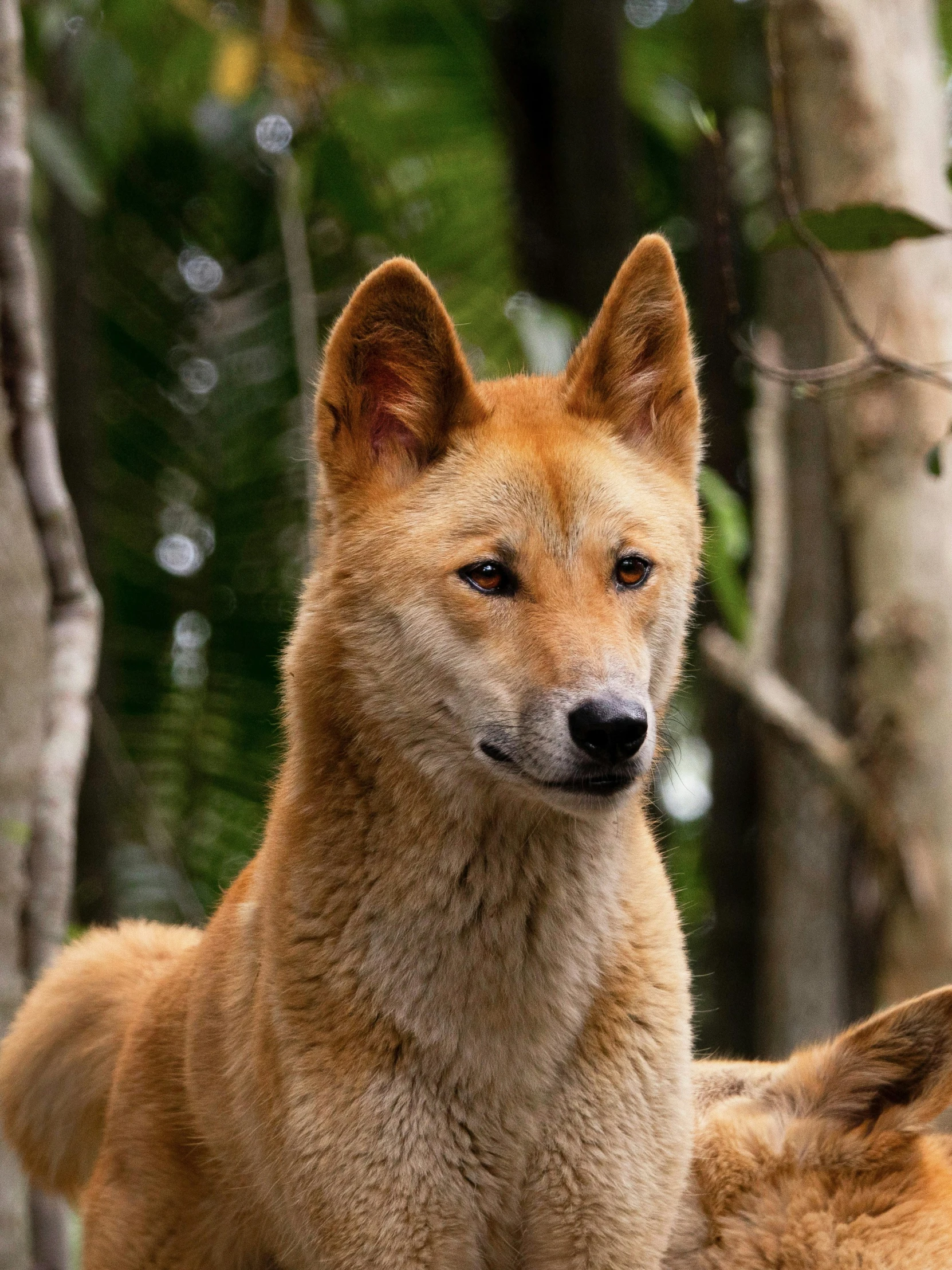 an animal is looking at the camera in front of trees