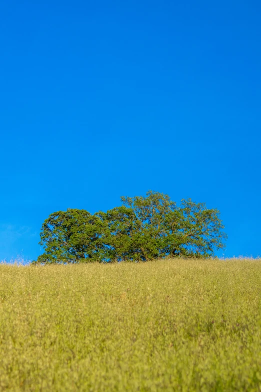 a lone giraffe is standing alone by himself