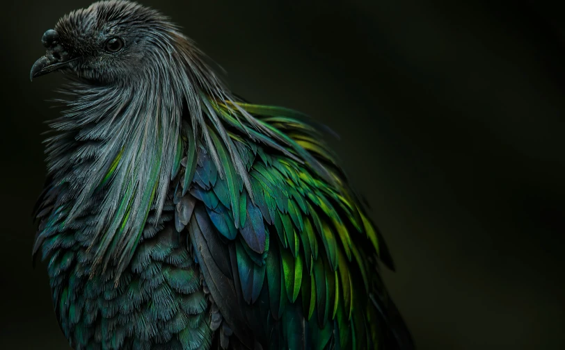 a close up of a bird with feathers on its body