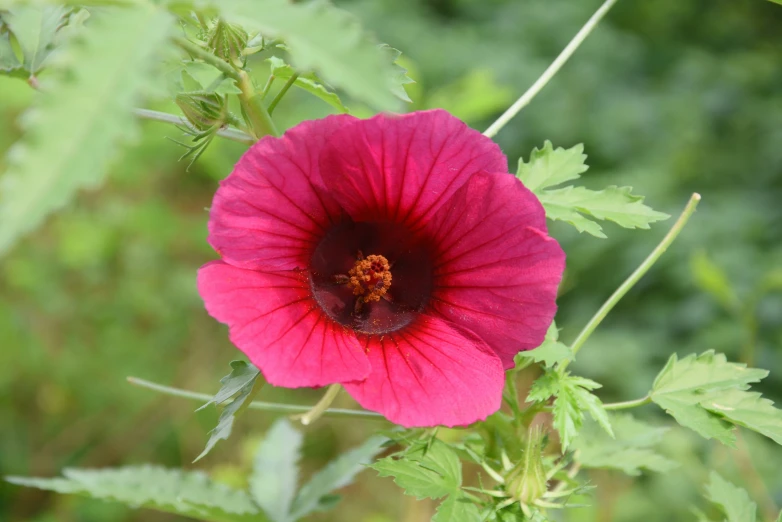 pink flower with green leaves in front of blurred background