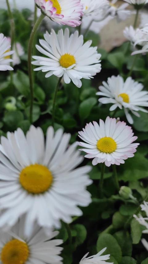 daisies are shown in this pograph of flowers