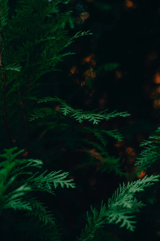 green leaves that are next to each other