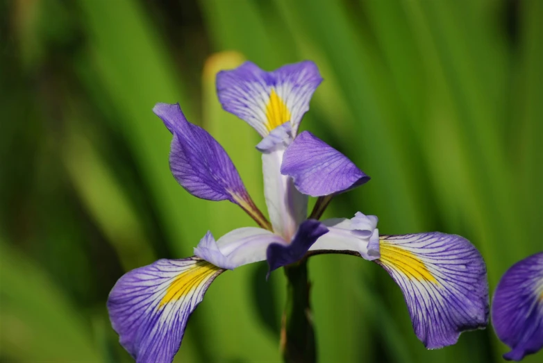 purple flower in large green plant with yellow stamen