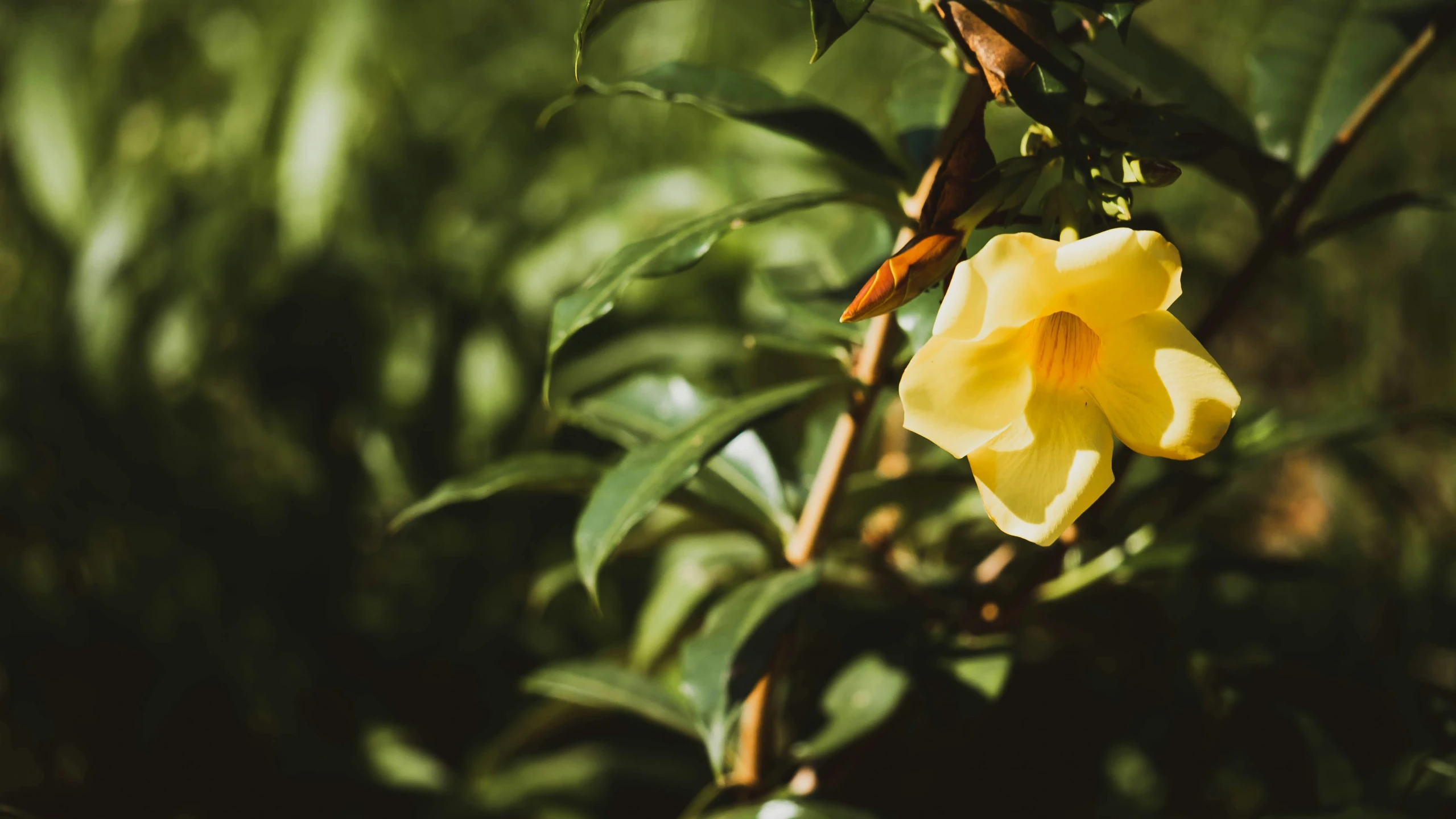 a small yellow flower with green leaves