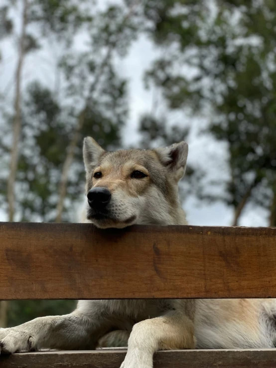 a dog sitting behind a wood fence