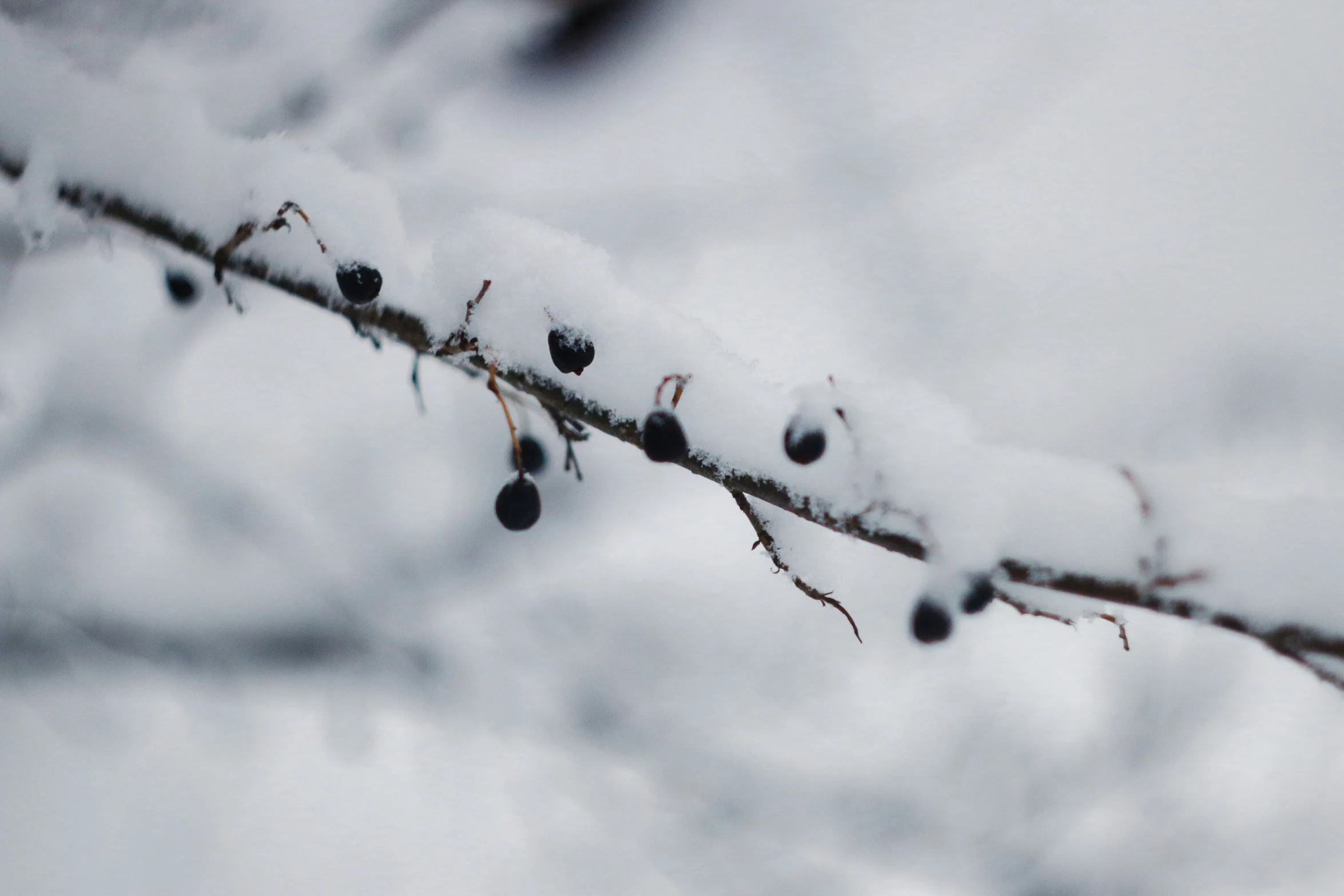 berries are still attached to a twig