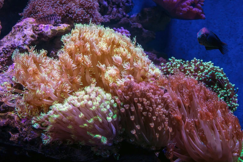 an underwater scene with many corals and fish