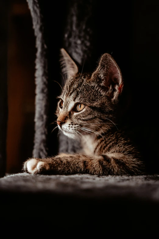 a brown striped kitten resting on the floor