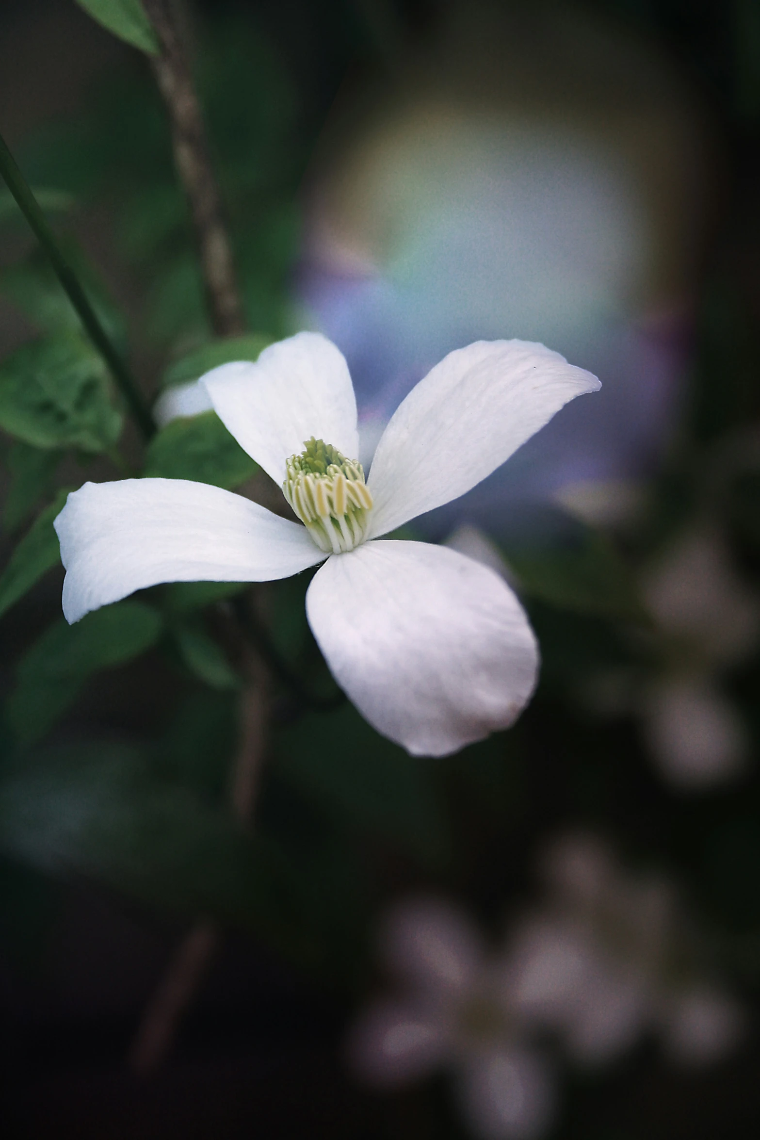 a white flower is seen in the foreground