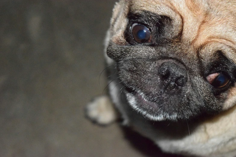 close up po of pug dog with his chin to the side