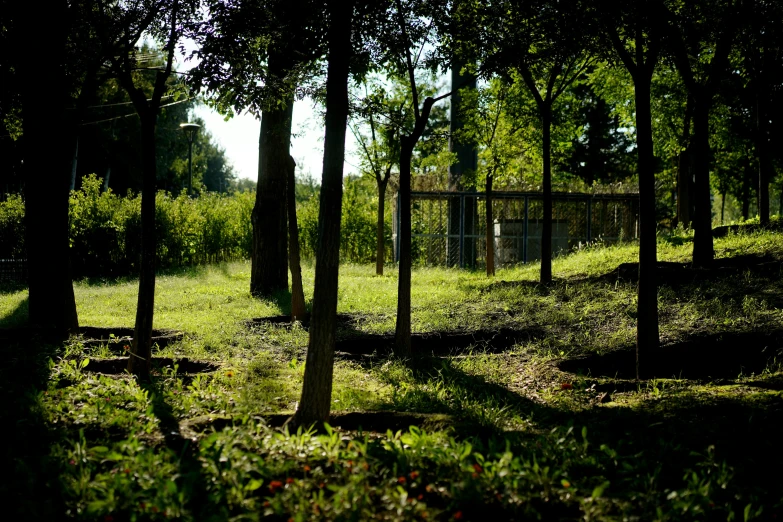 several trees, grass, and a fence in the distance