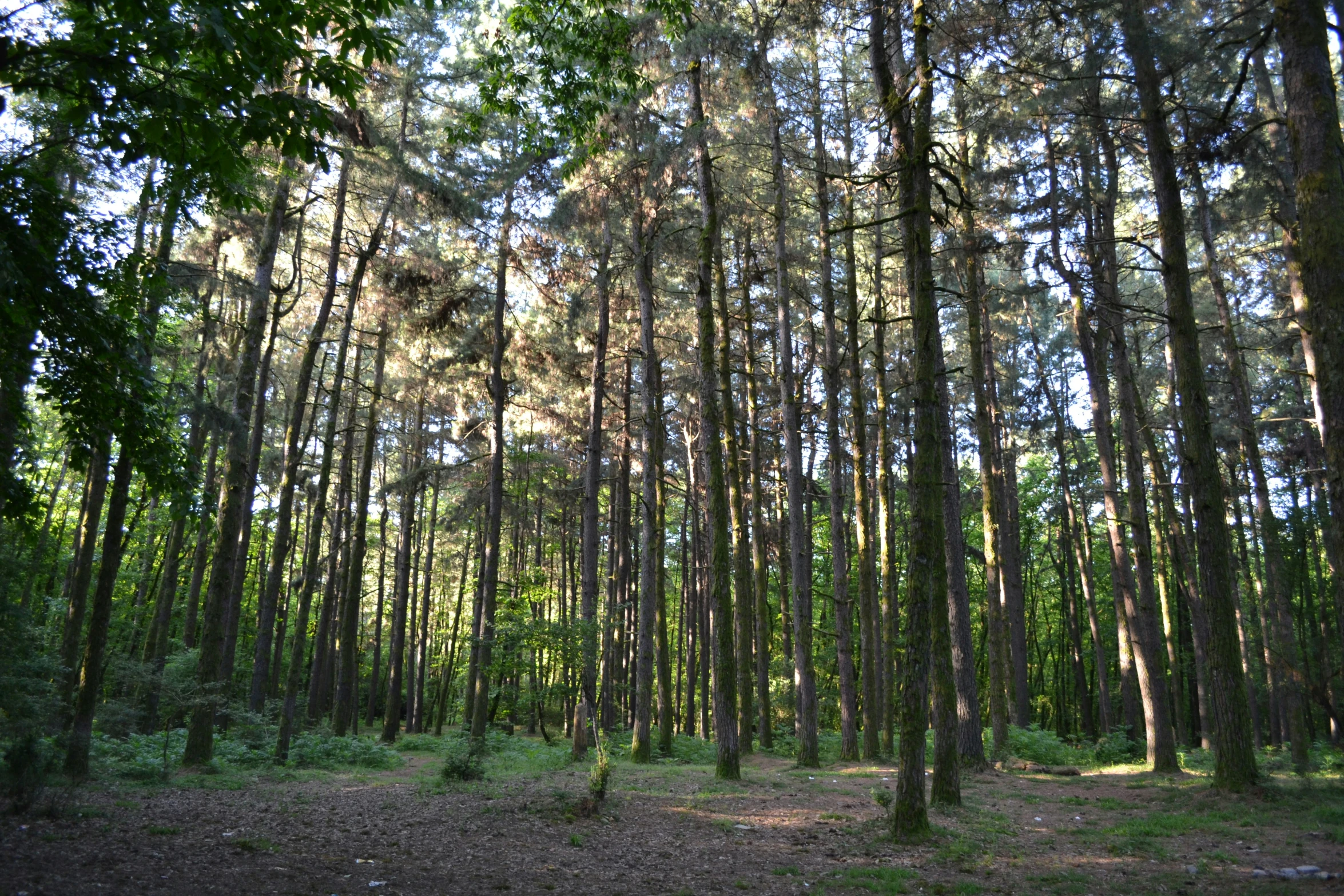 many trees are growing and some grass is in the foreground