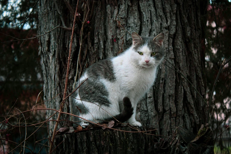 a cat sitting on top of a tree nch next to a forest