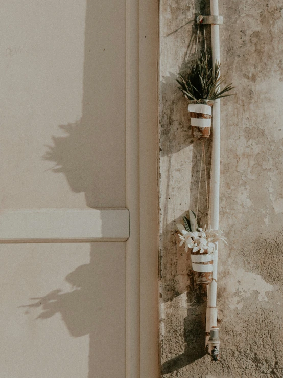 the house has plants growing on the outside wall