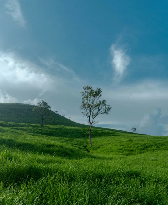 a lone tree in the middle of a green pasture