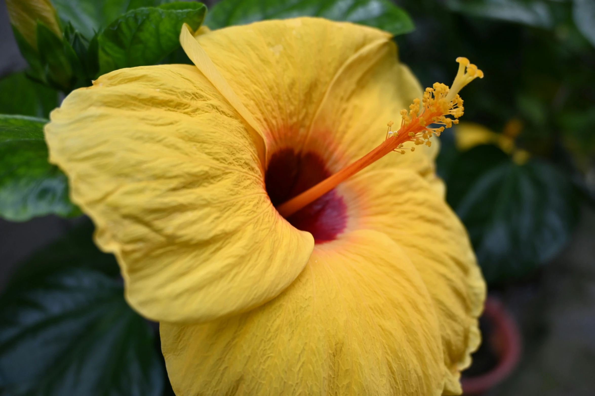 a yellow hilo flower with dark green leaves