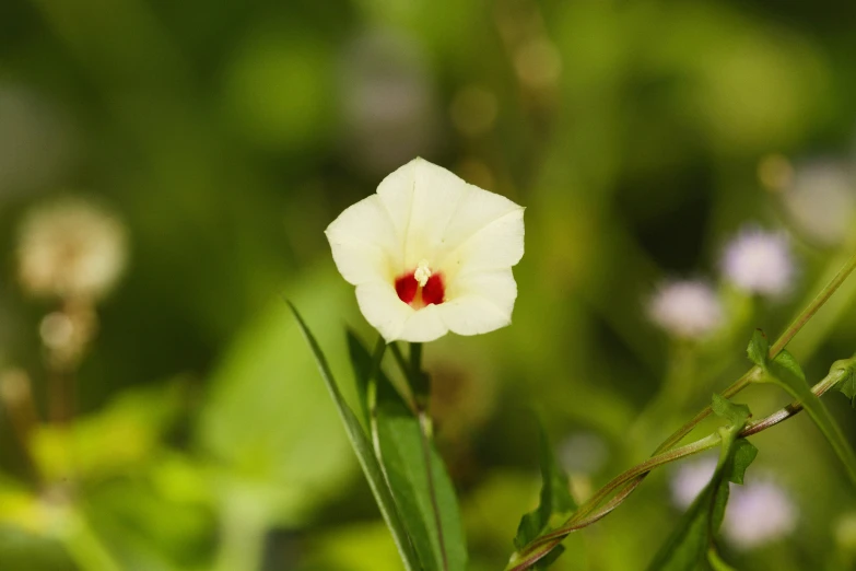 a white flower with a red center stands in a field