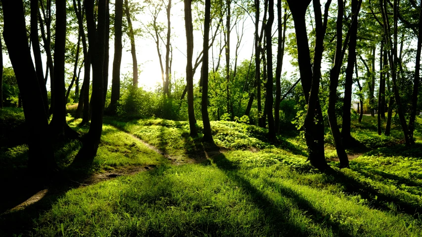 a path through the middle of a grassy, wooded area