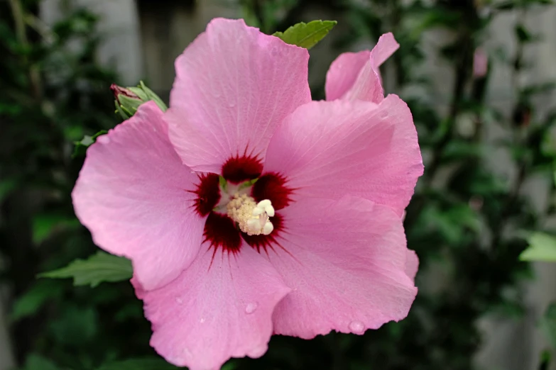 a pink flower with purple petals and a white stamen