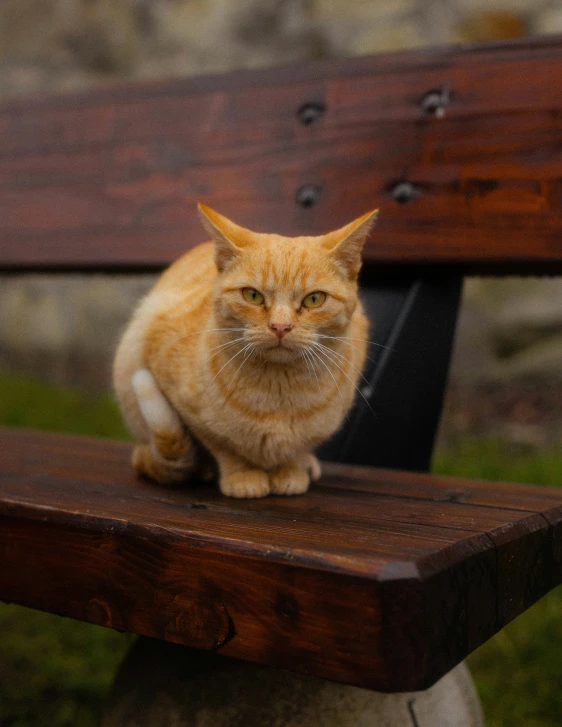 an orange cat sitting on a bench