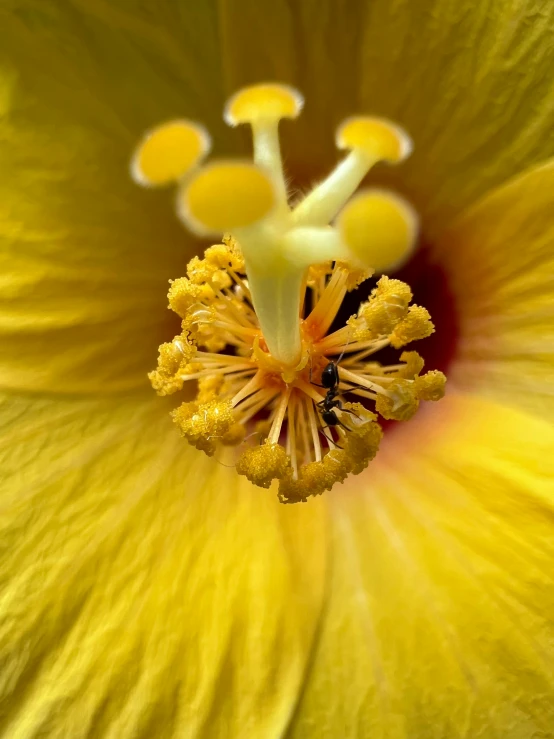 a yellow flower has been pographed close to the center
