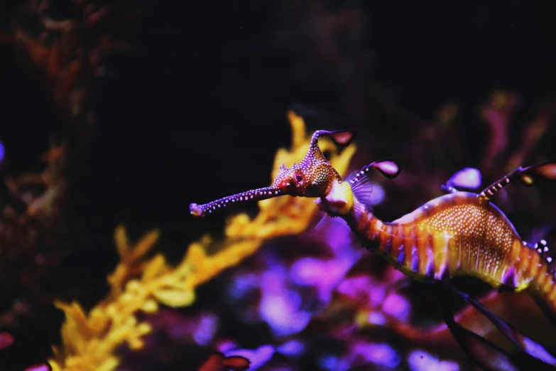 an underwater image of a seahorse in the water