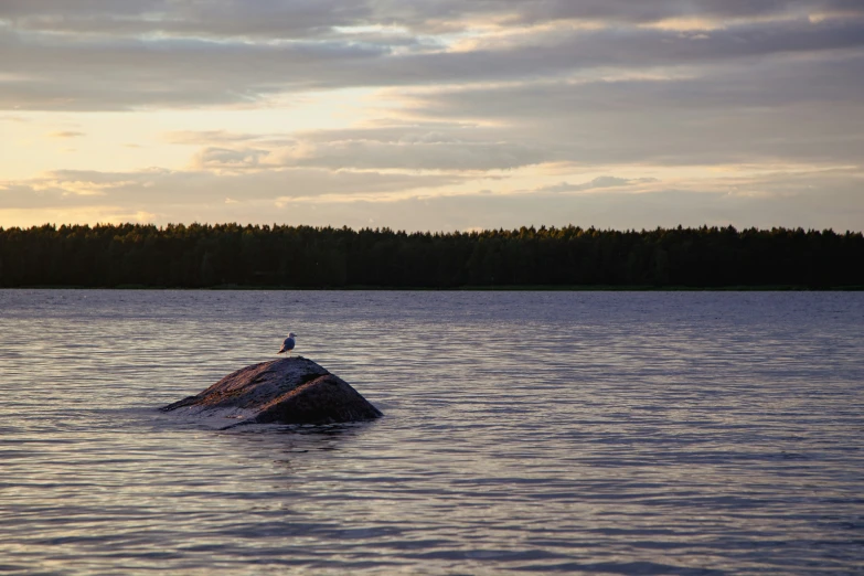 a bird sitting on the top of a rock in the water