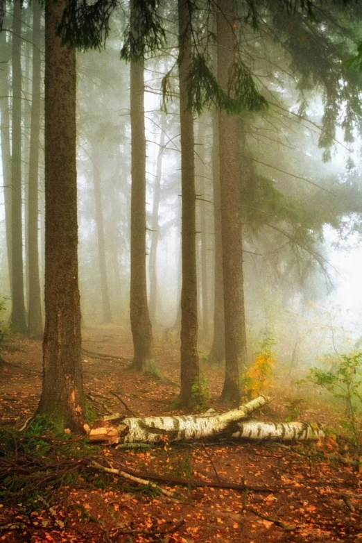 a bear laying on the ground in a wooded area