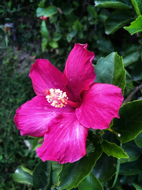 a pink flower that has some green leaves in it