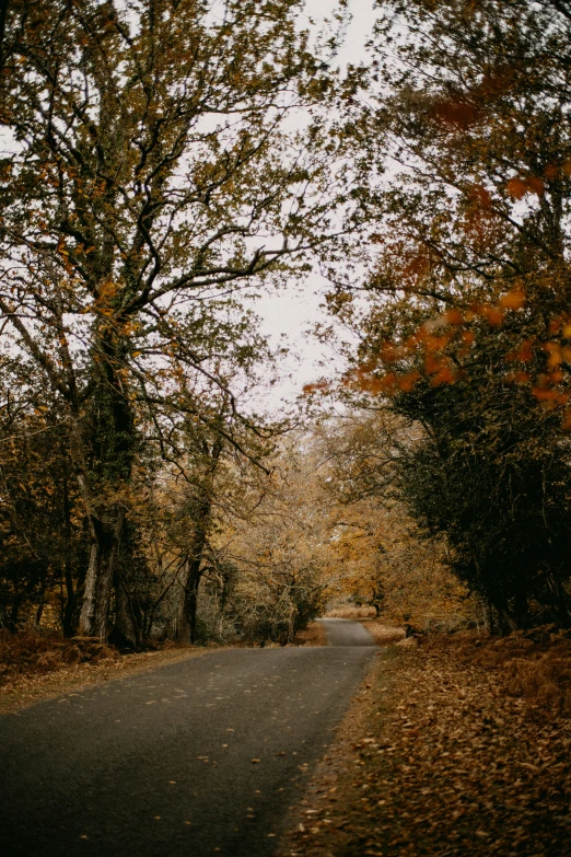 an empty road that is next to some trees